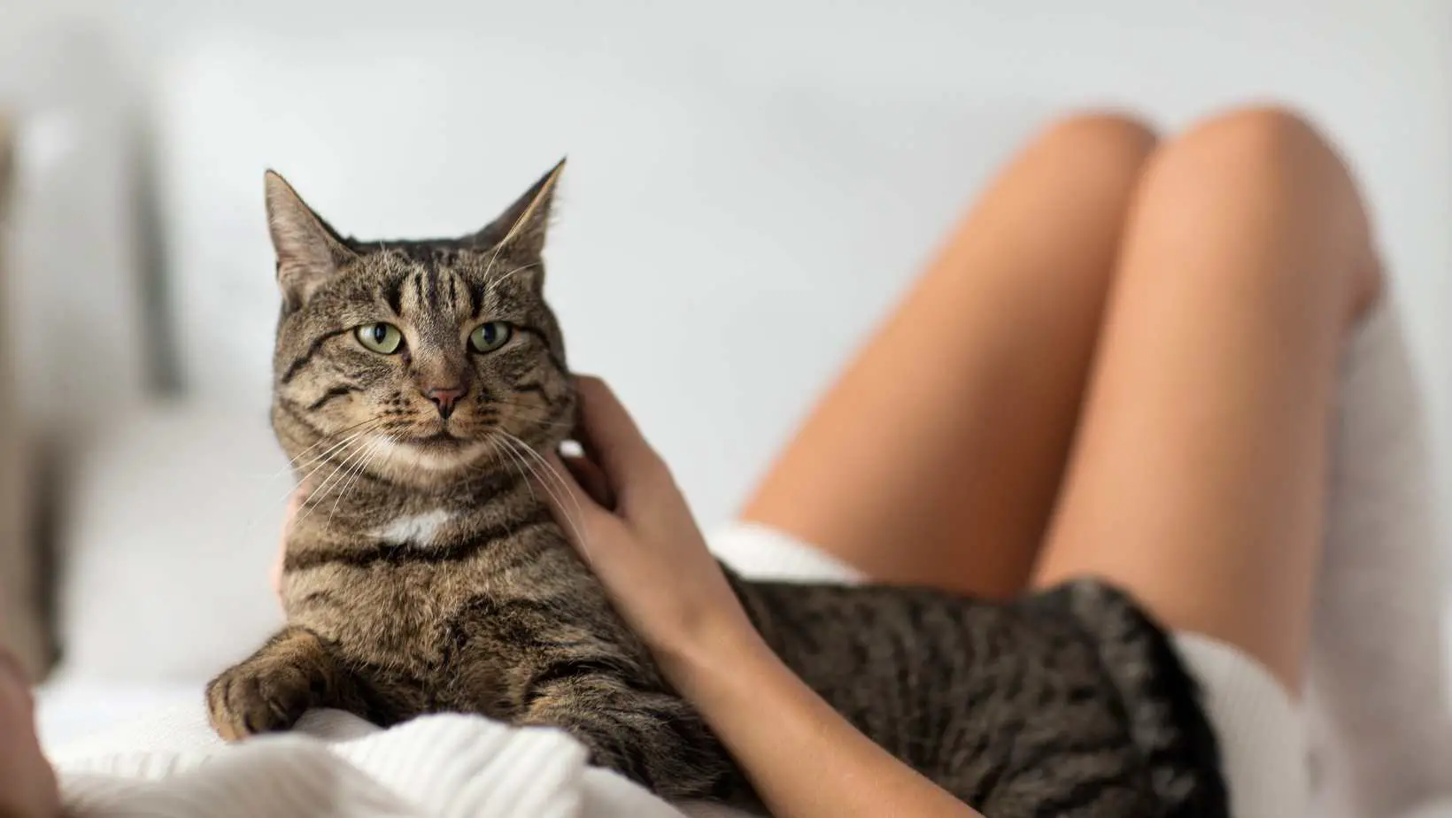 How to Love Your Cat, and How to Make Your Cat Love You