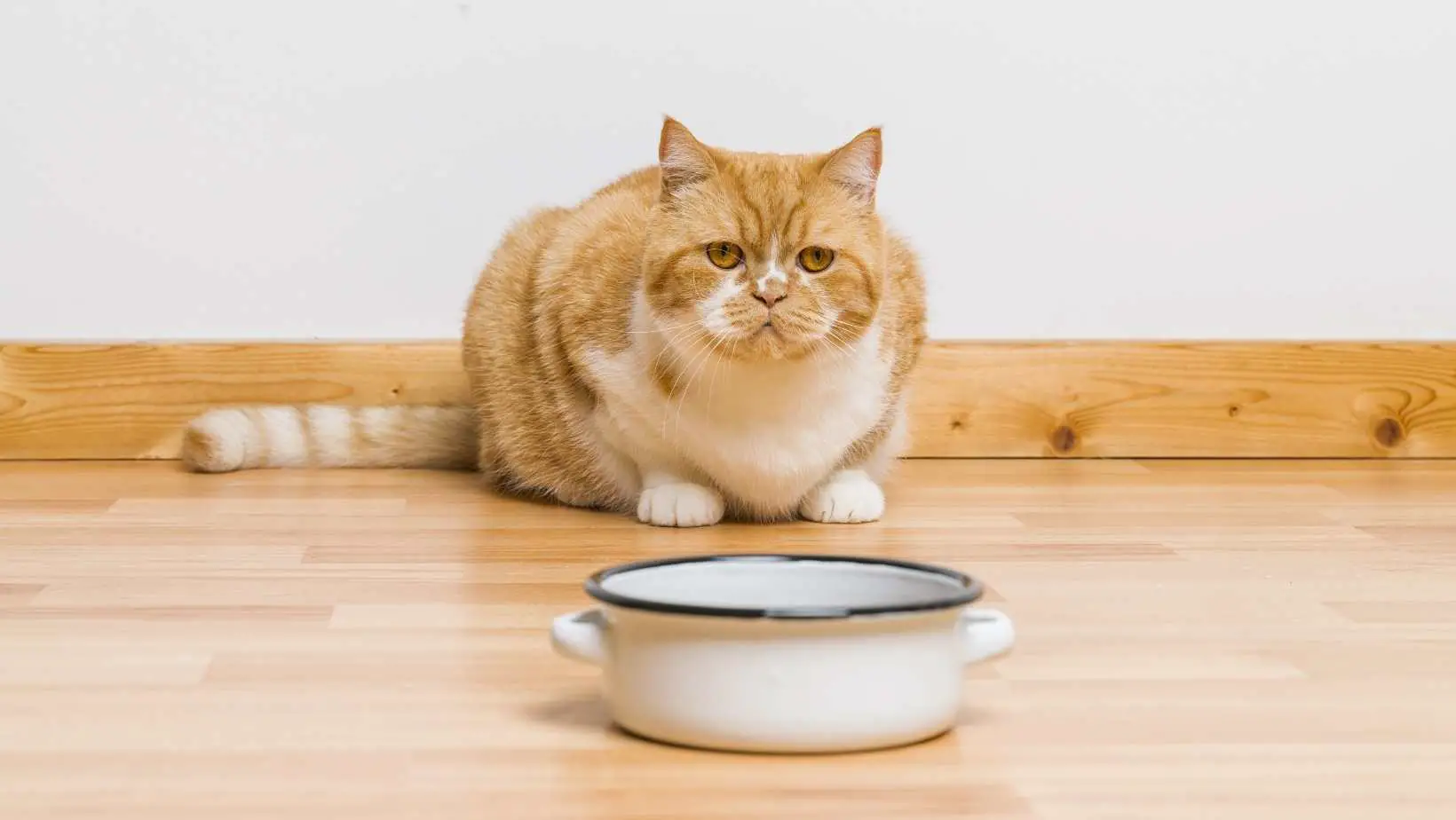 The Complete Guide to Helping Your Cat Lose Weight