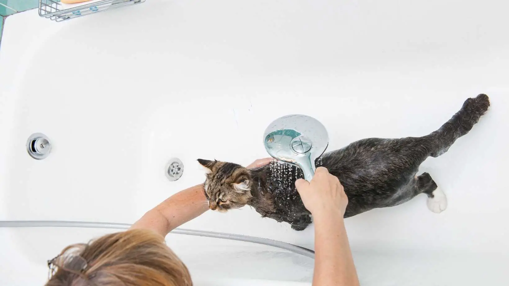 Is It Cruel to Bathe Cats?