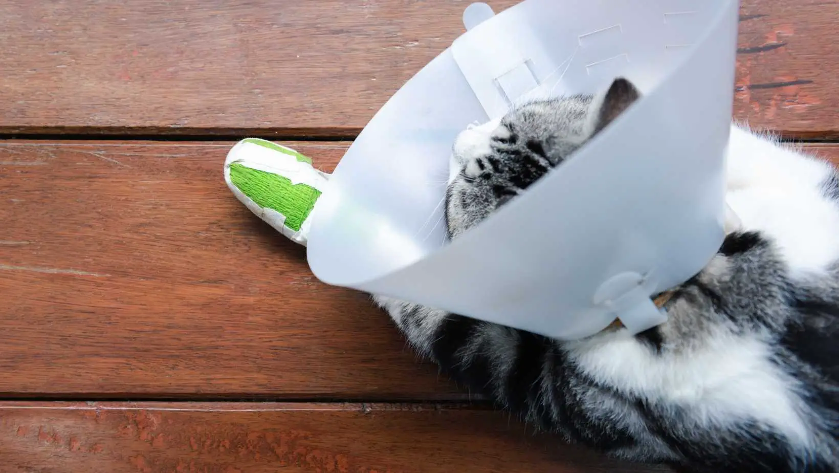 How to Treat a Cat Broken Leg at Home?