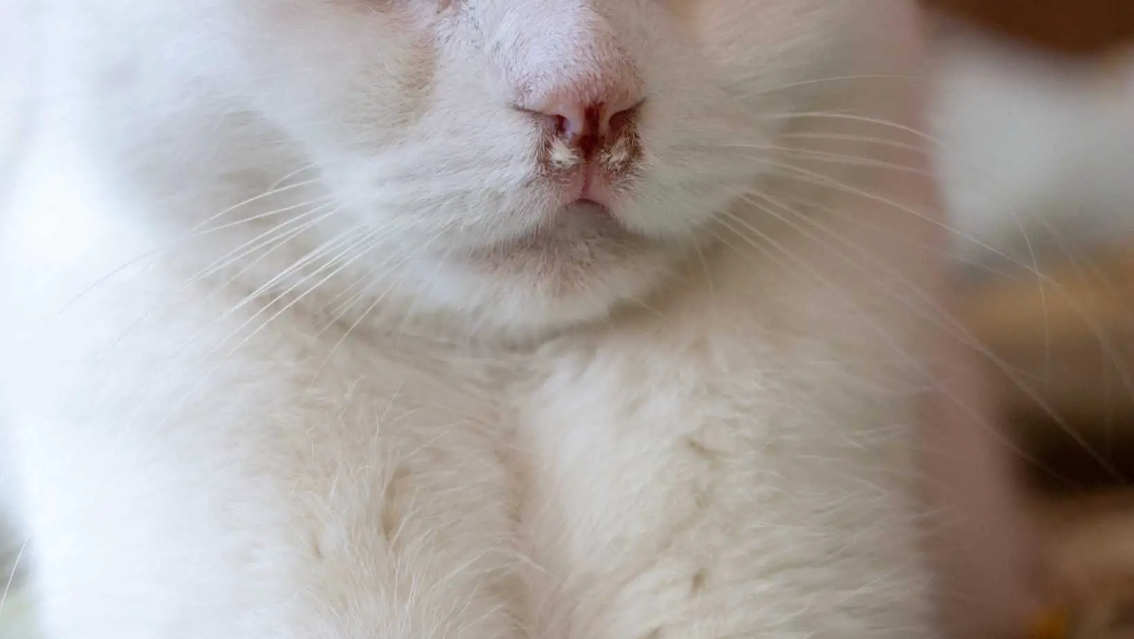 Why is My Cats Nose White?