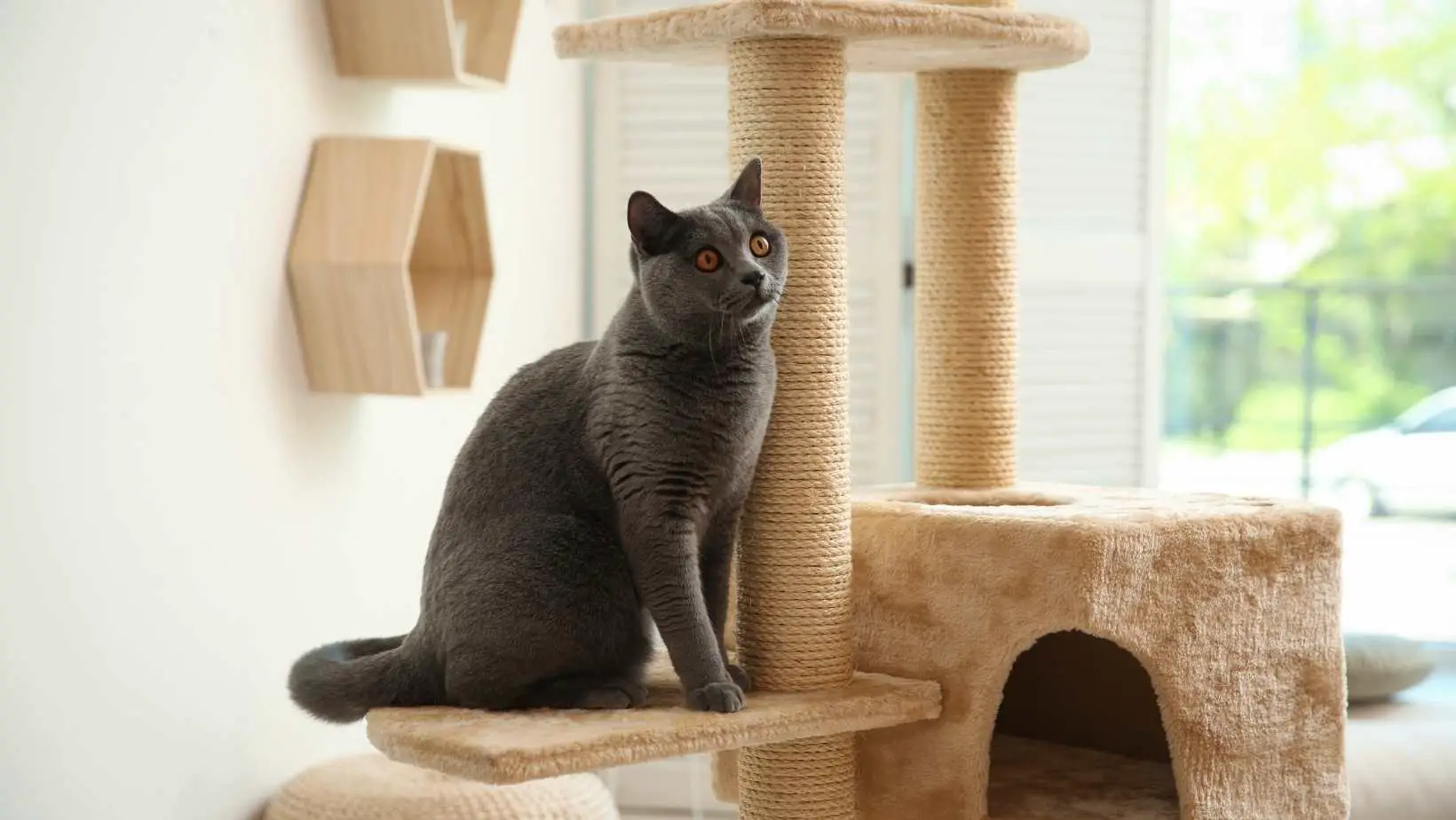 Why Do My Cats Love This Cat Tree So Much?