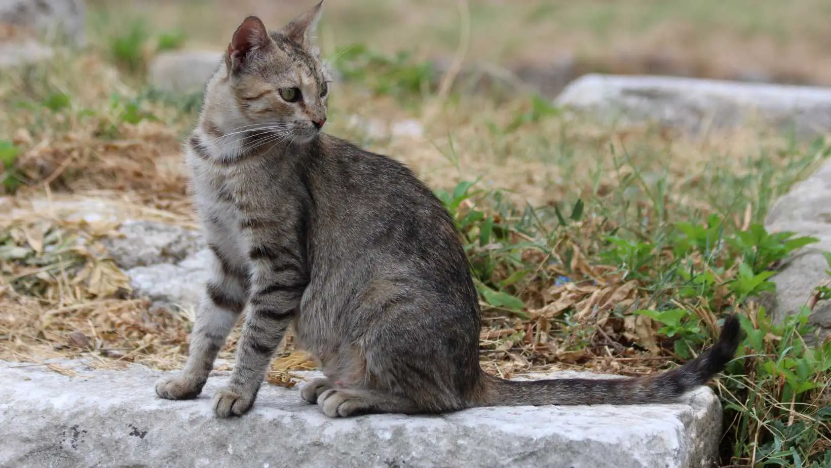 How to Get Rid of a Feral Cat?