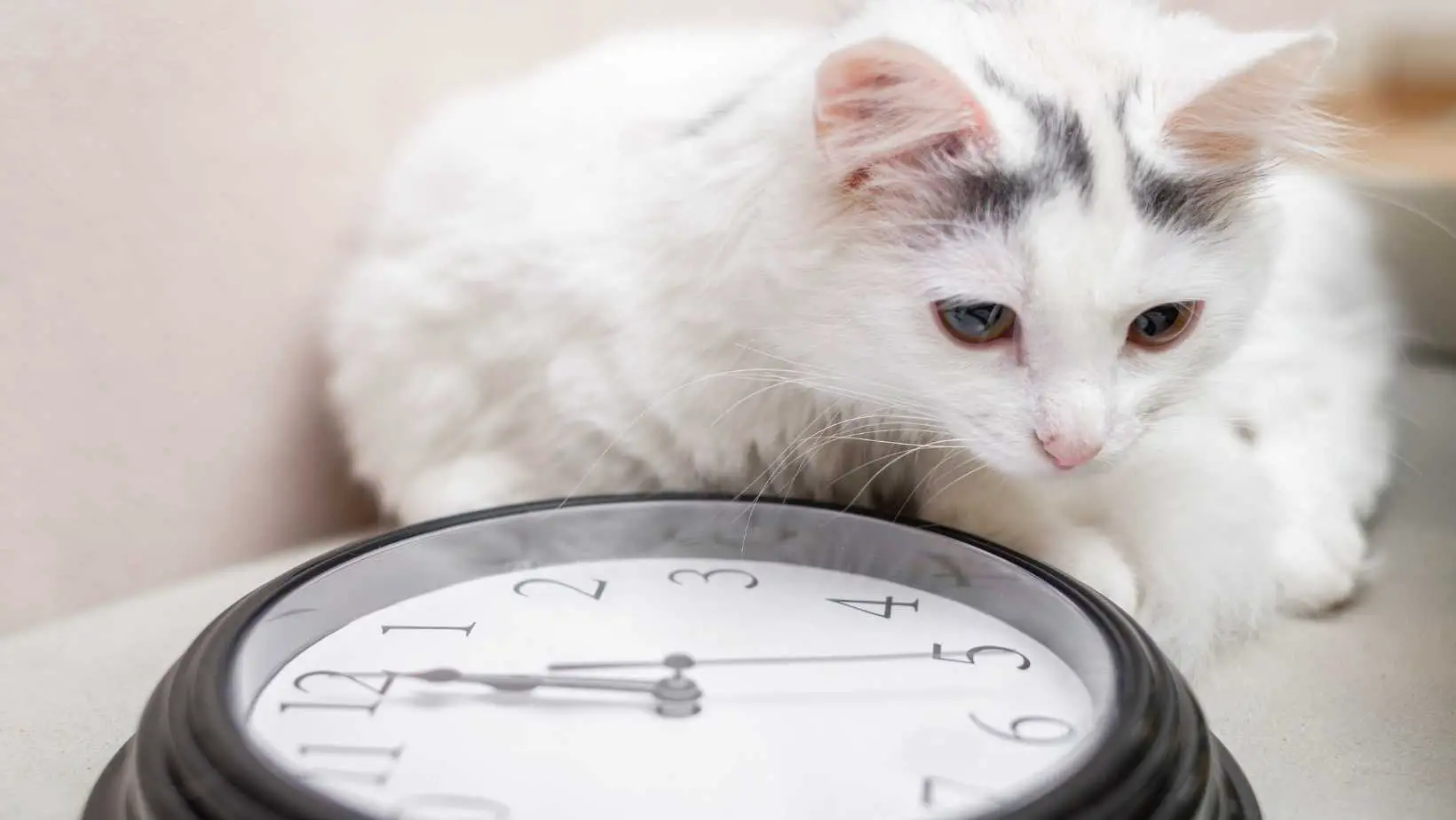 Do Cats Have a Sense of Time?