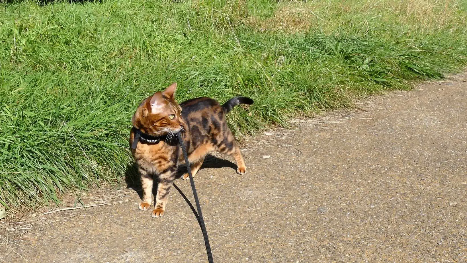 How to Measure a Cat for a Harness?