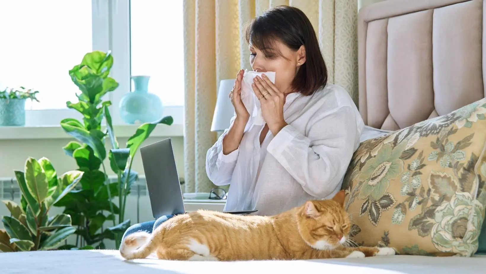 Why Do Cats Love People Who Are Allergic to Them?