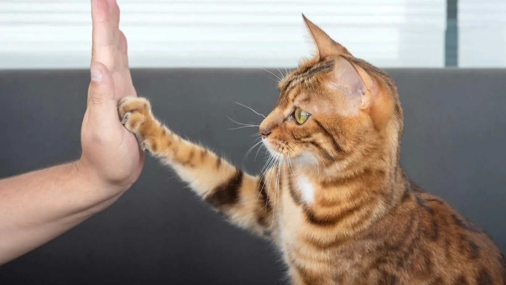 5 Tips on Getting Your Cat’s Trust