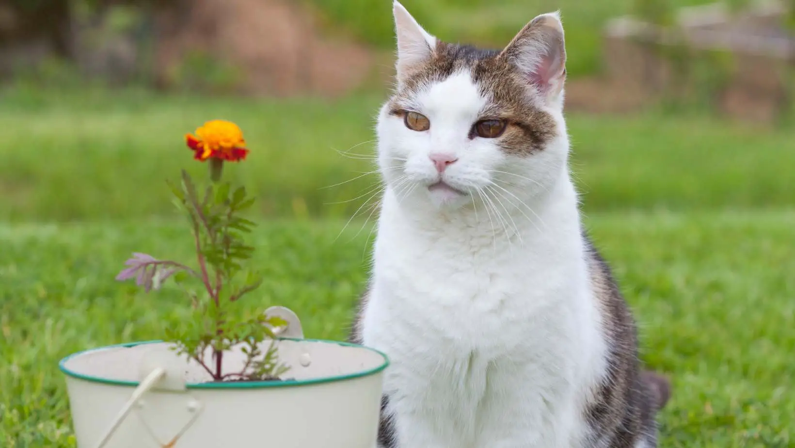 Are Marigolds Safe for Cats?