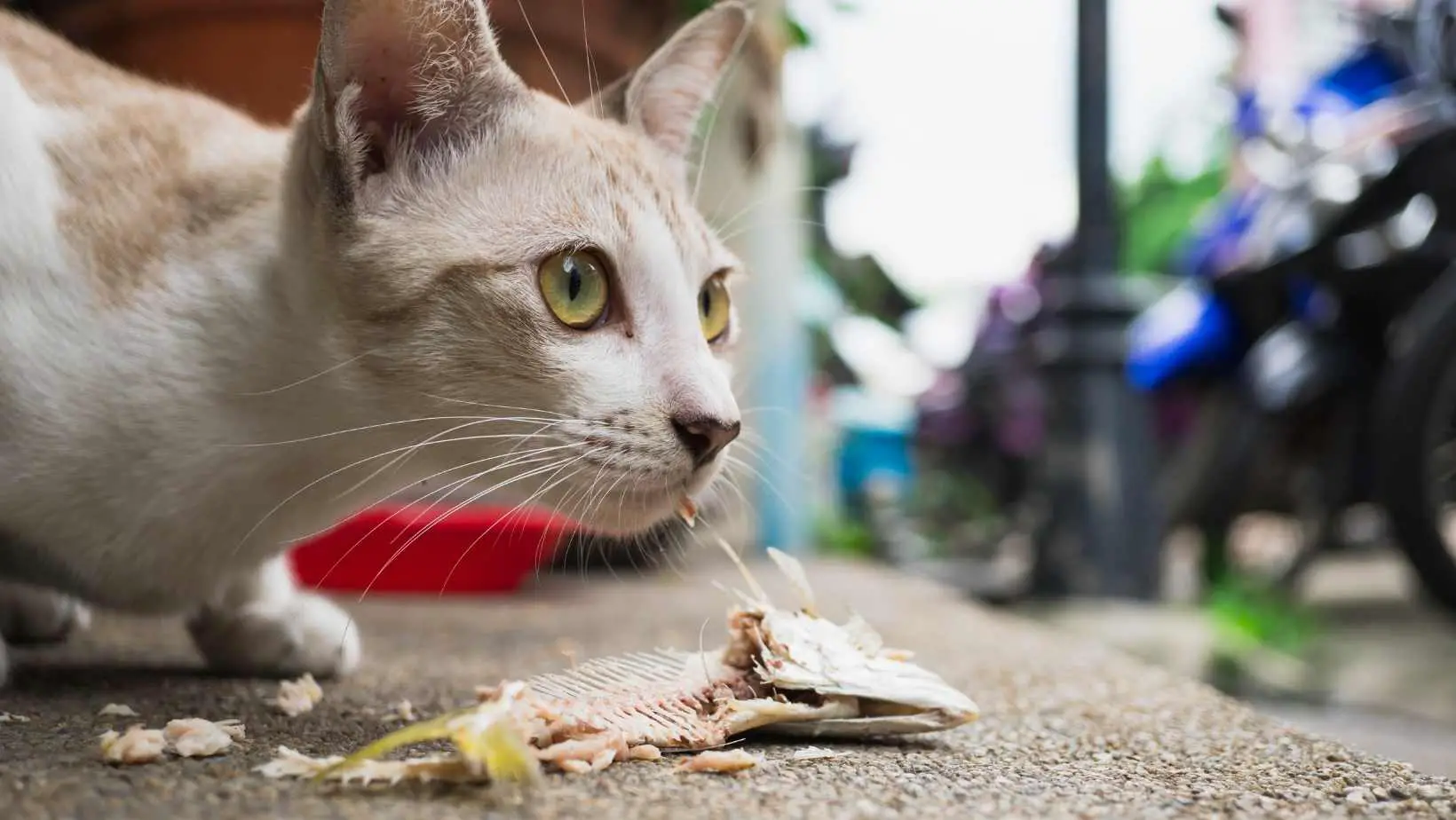 What can cats eat besides cat food?