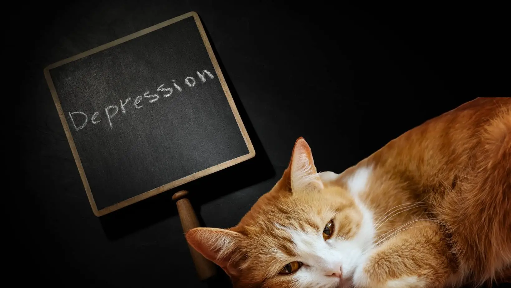 Can Cats Die From Depression?
