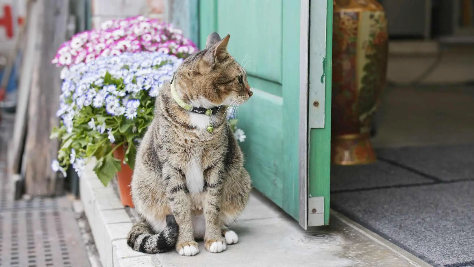 What does it mean when a cat shows up at your door spiritual meaning?