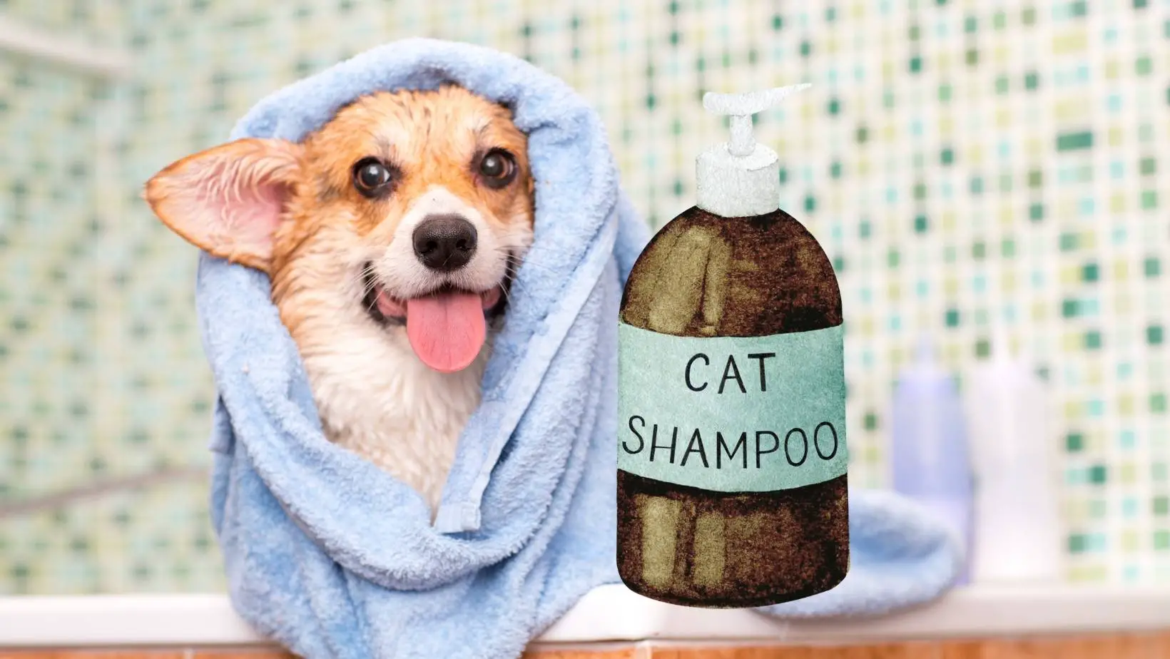 Can You Use Cat Shampoo on a Dog?