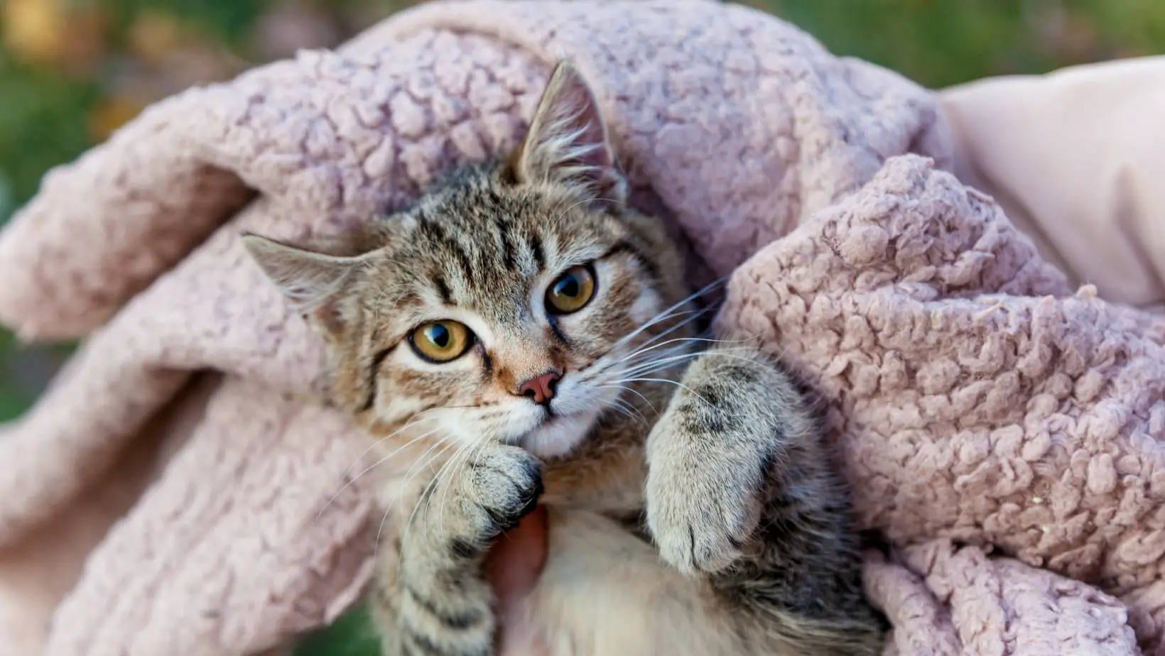 Do Cats Like Heated Blankets?