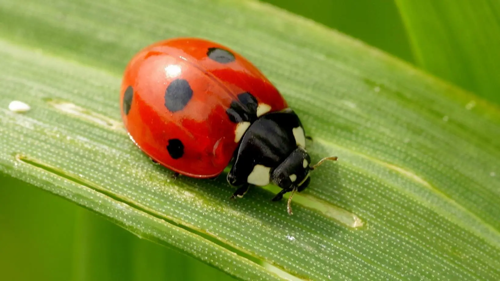 Are Ladybugs Poisonous to Cats?