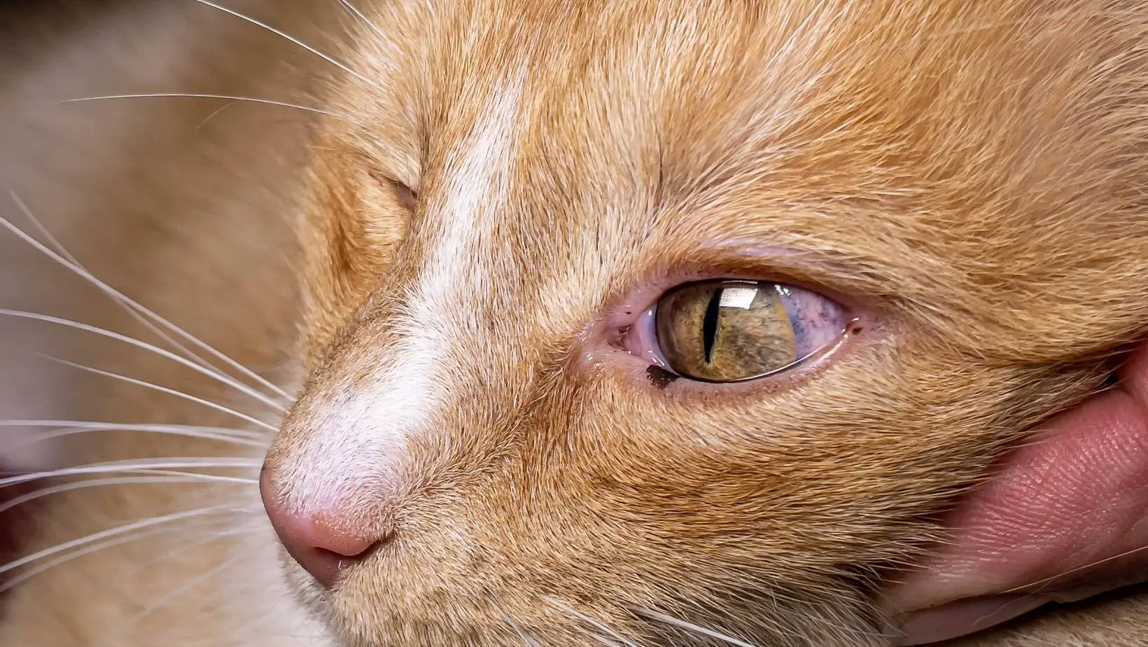 Is Hyphema in Cats Painful?