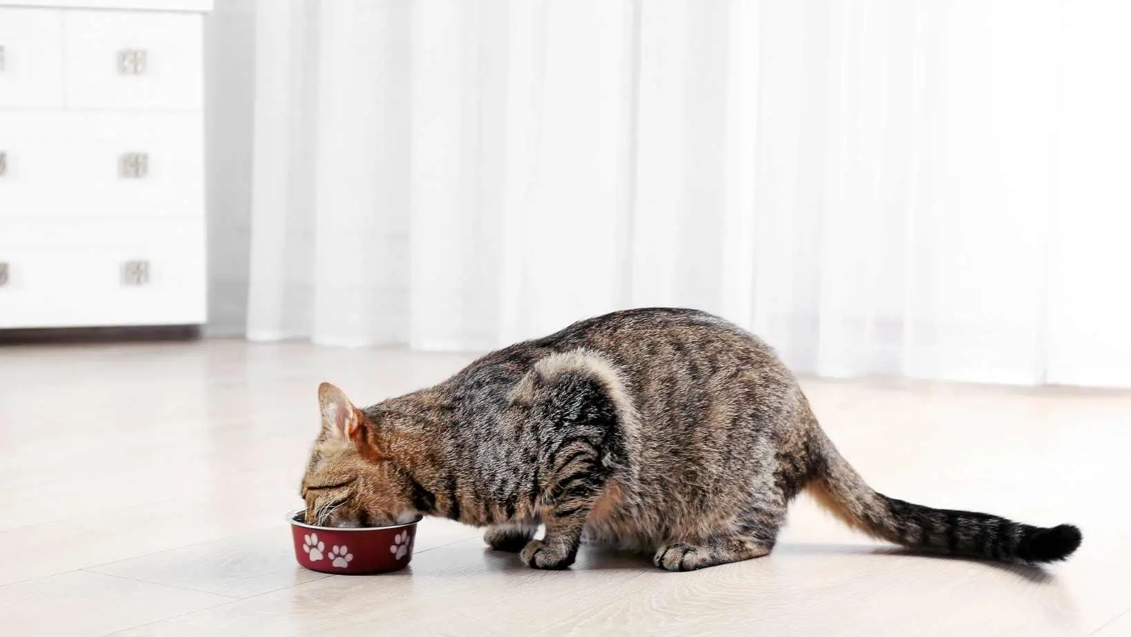 What is the best cat food for indoor cats?