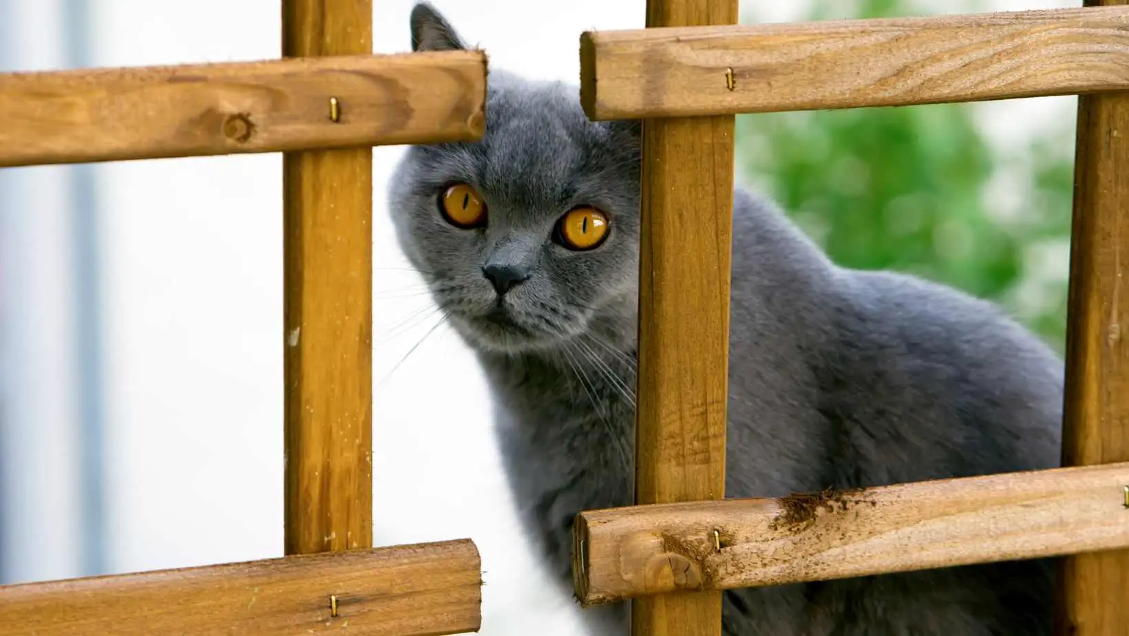 What does it mean when a cat stares at you? The best answers
