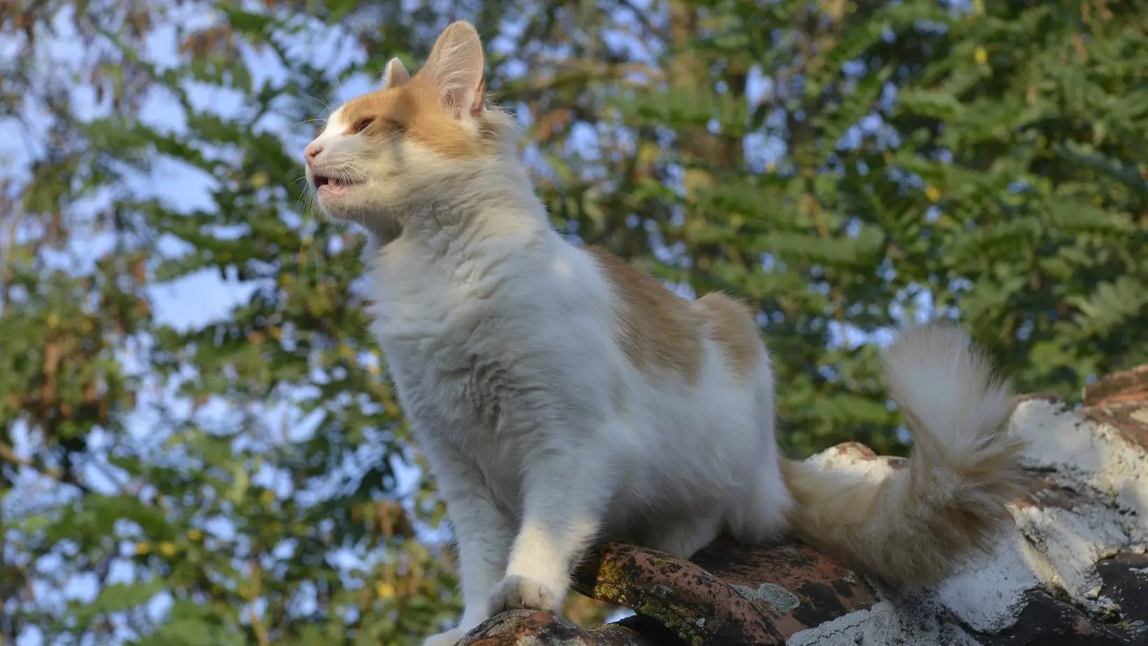 Are Cats Invasive Species?