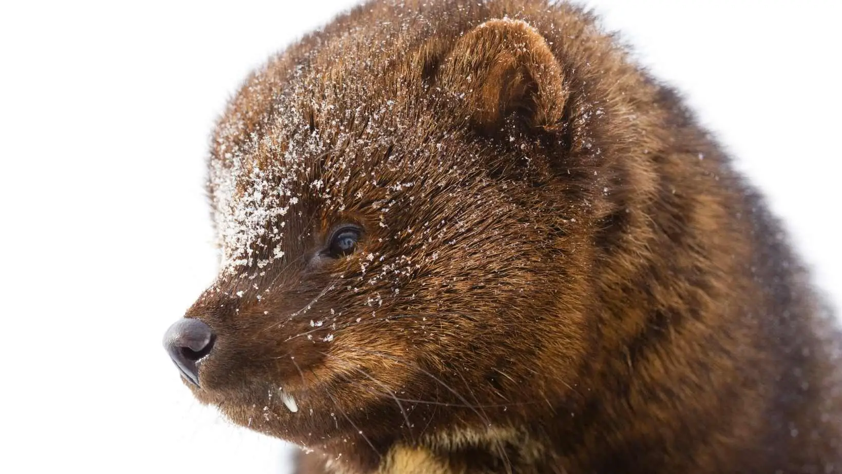 What does a fisher cat look like? The Best Facts
