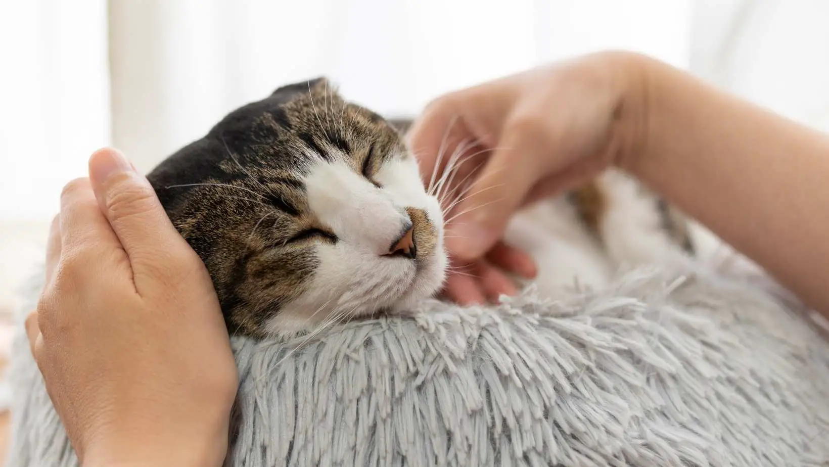 How to Comfort a Cat in Pain?