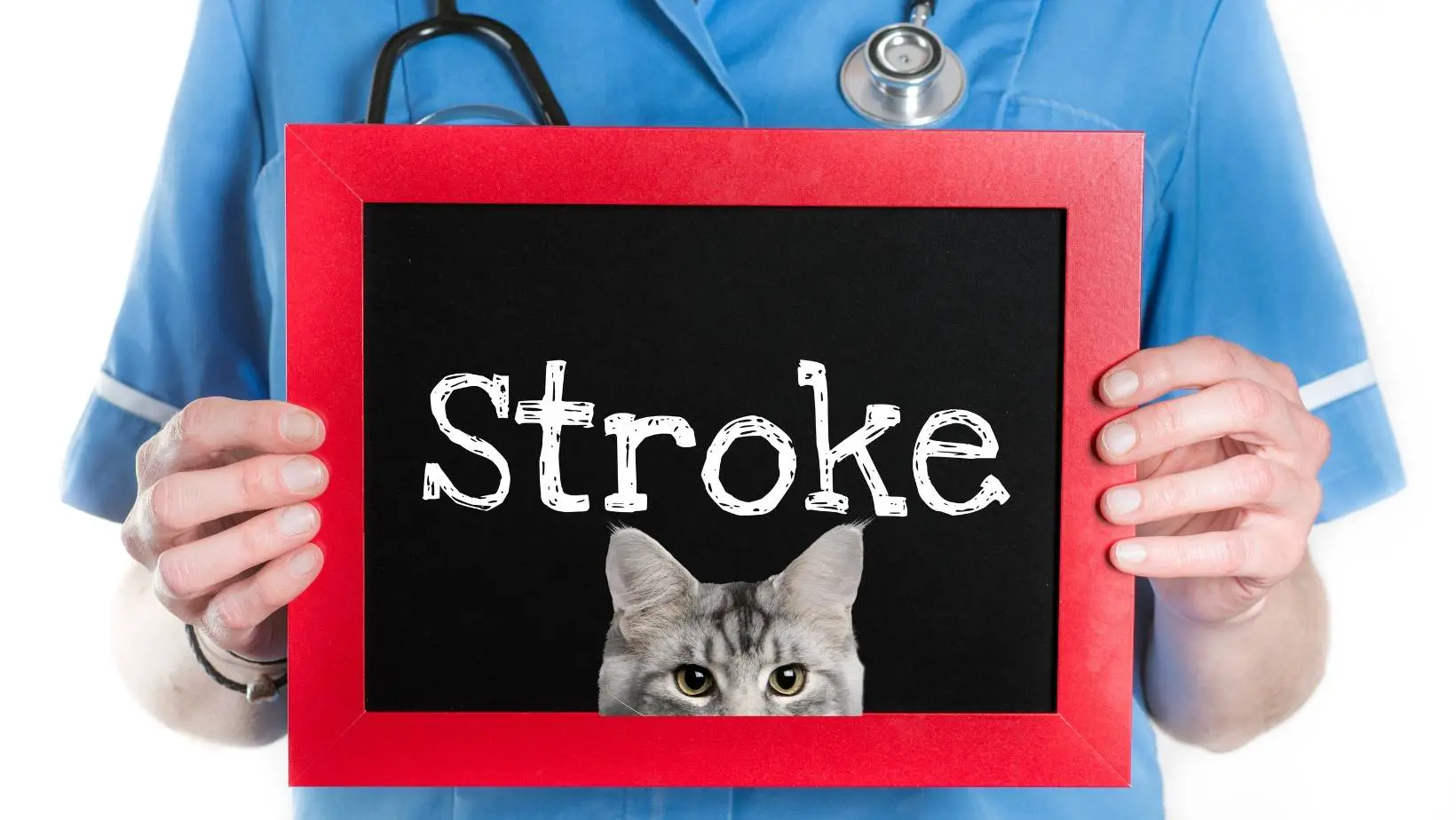 Can Cats Have Strokes?