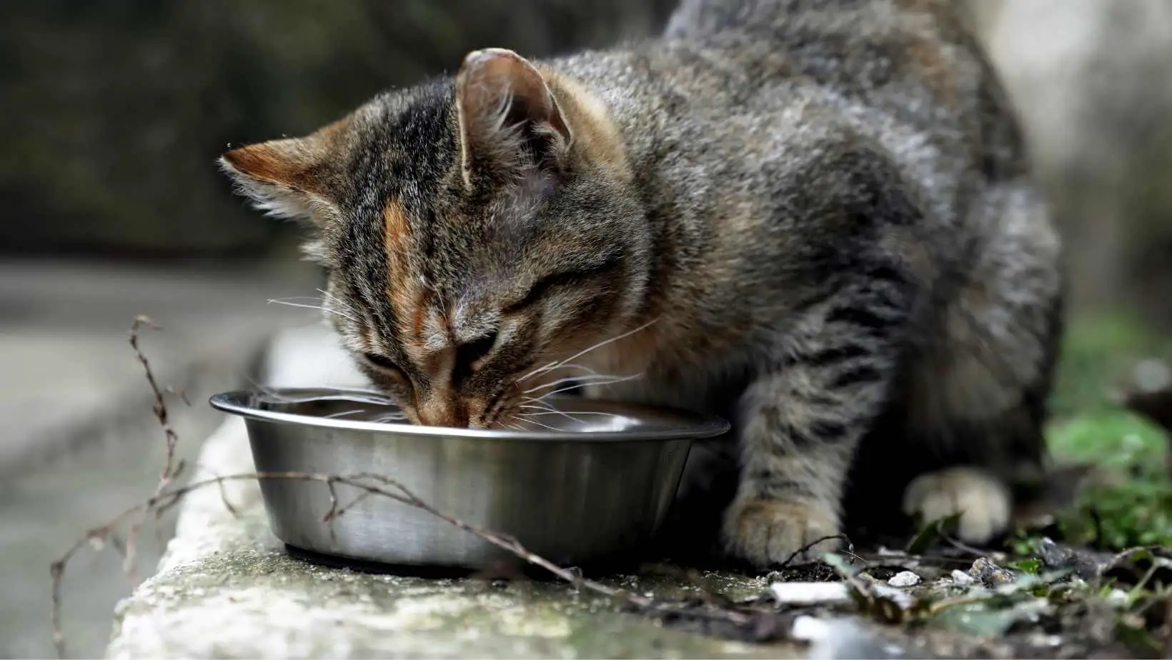 What to feed a stray cat?