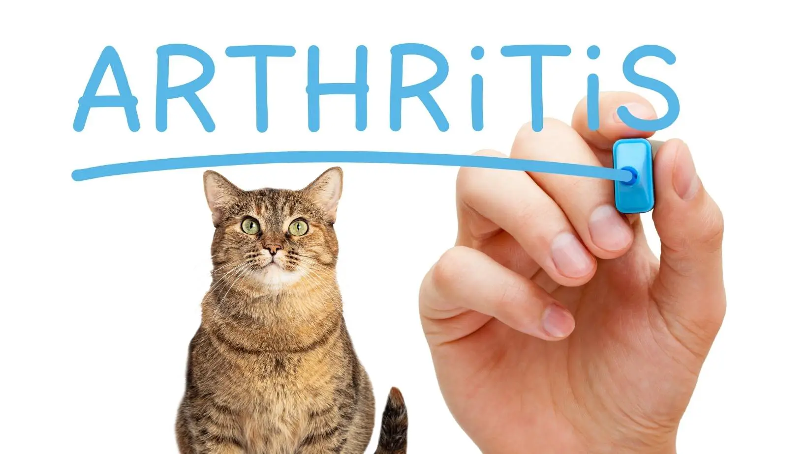 How Long Can a Cat Live With Arthritis?