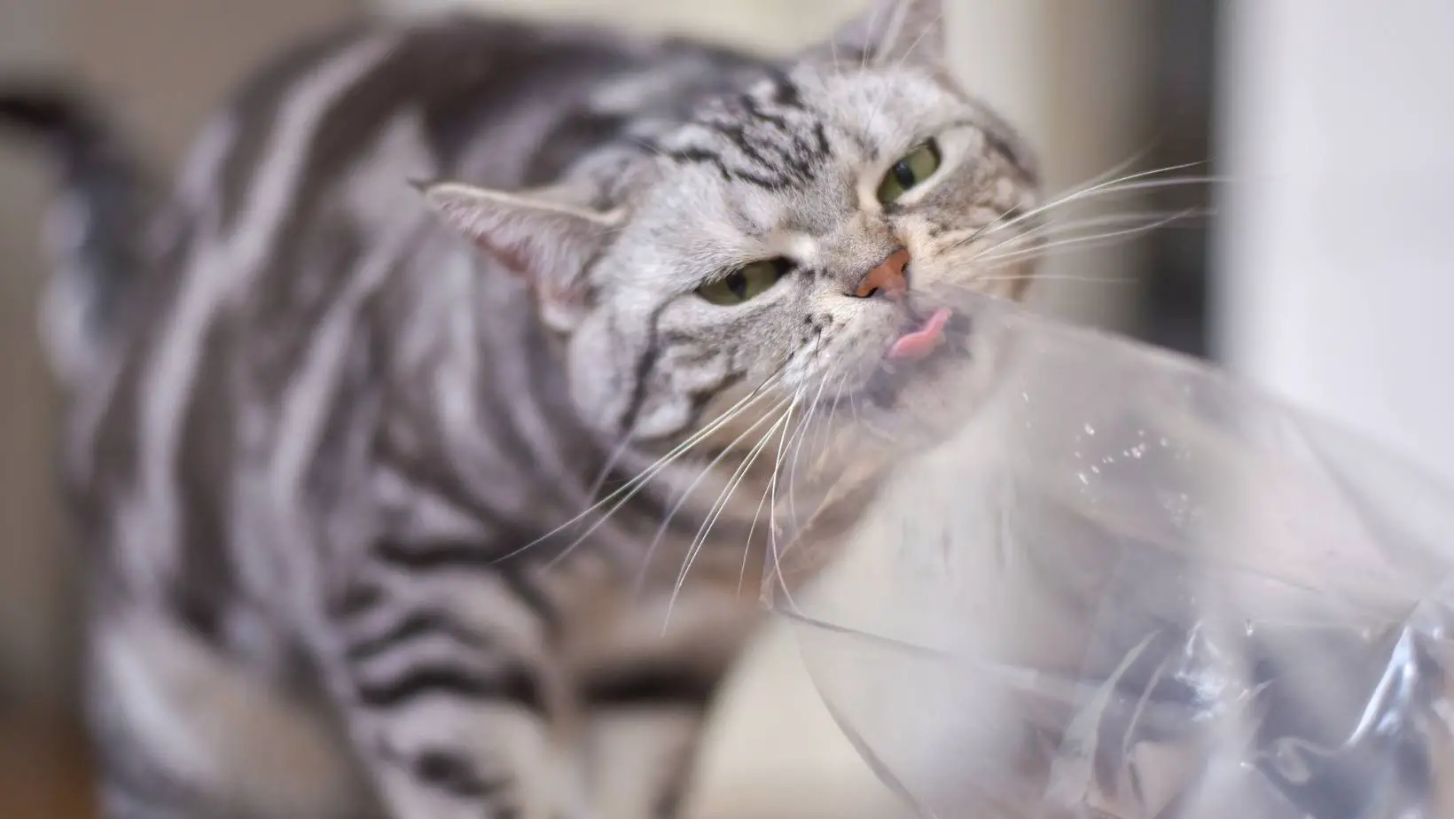 Why Do Cats Lick Plastic Bags?