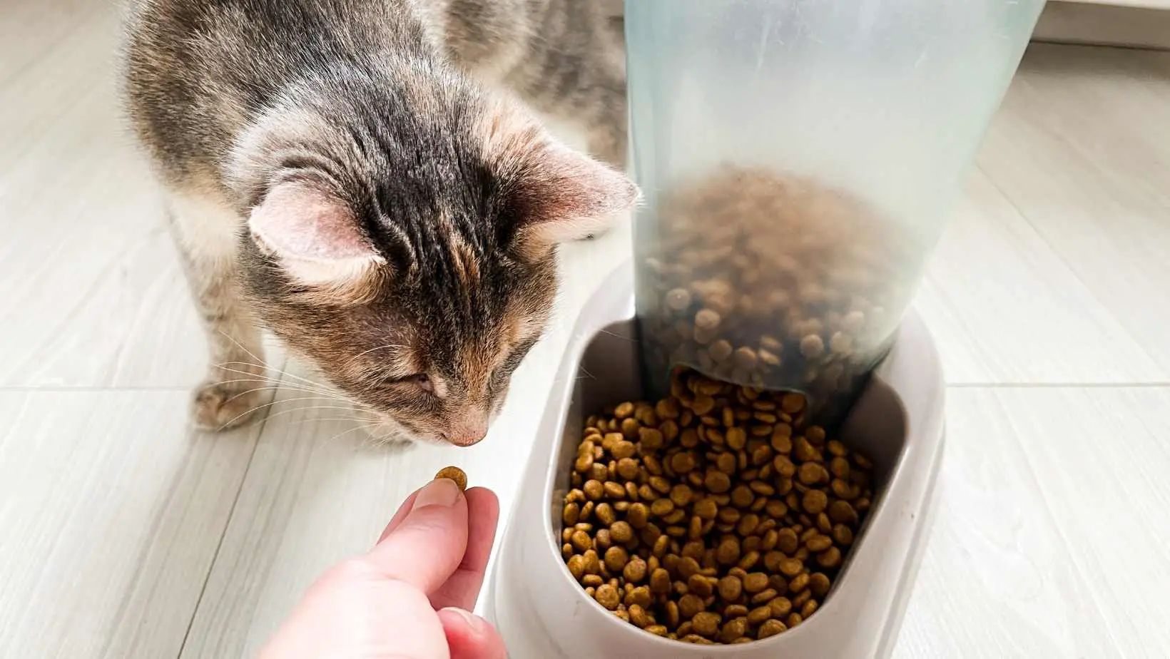 What to feed a sick cat that won’t eat? The best ways to eat