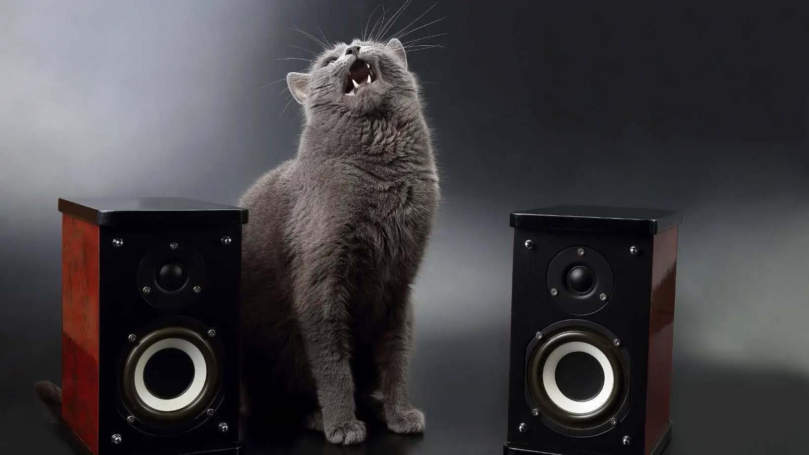 Why Does My Cat Sound Congested?