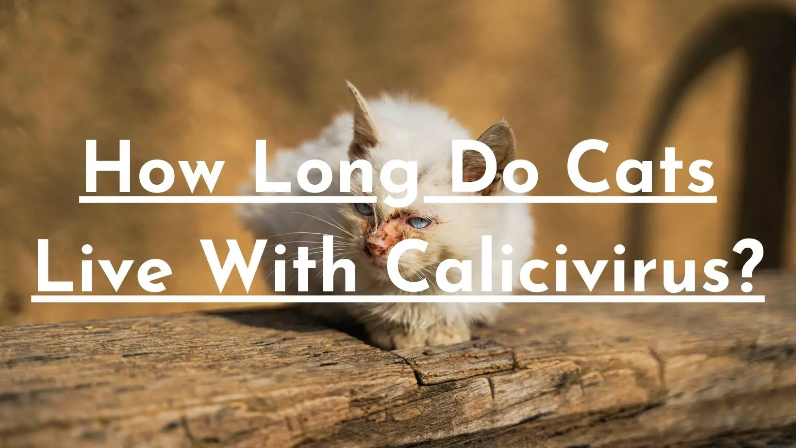 How Long Do Cats Live With Calicivirus?
