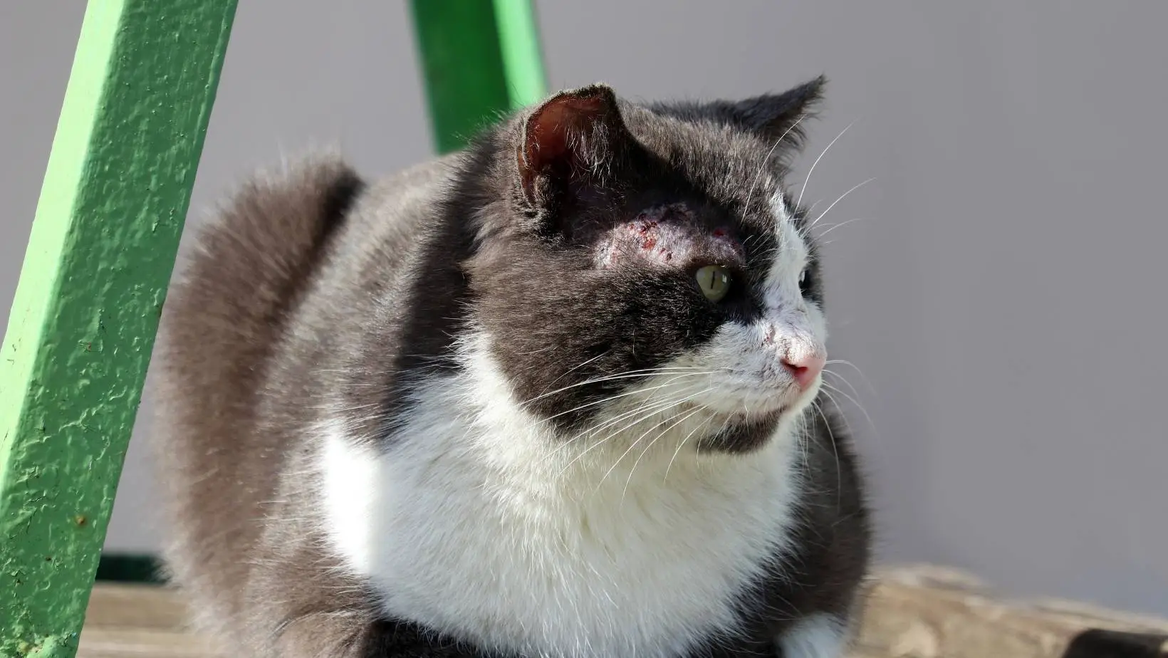 Can Cats Get Scabies?