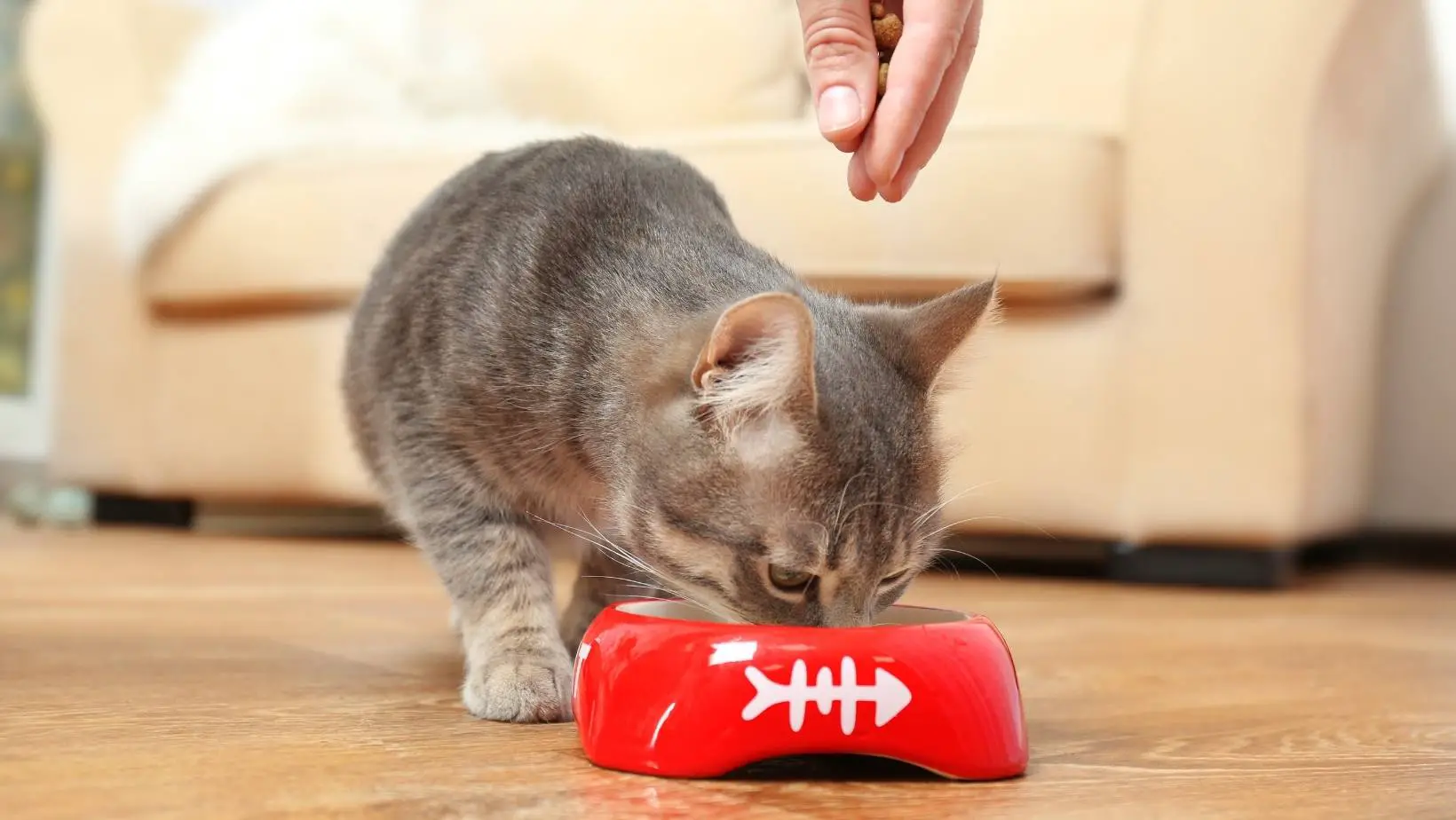 What Can I Feed a Cat With Liver Problems?