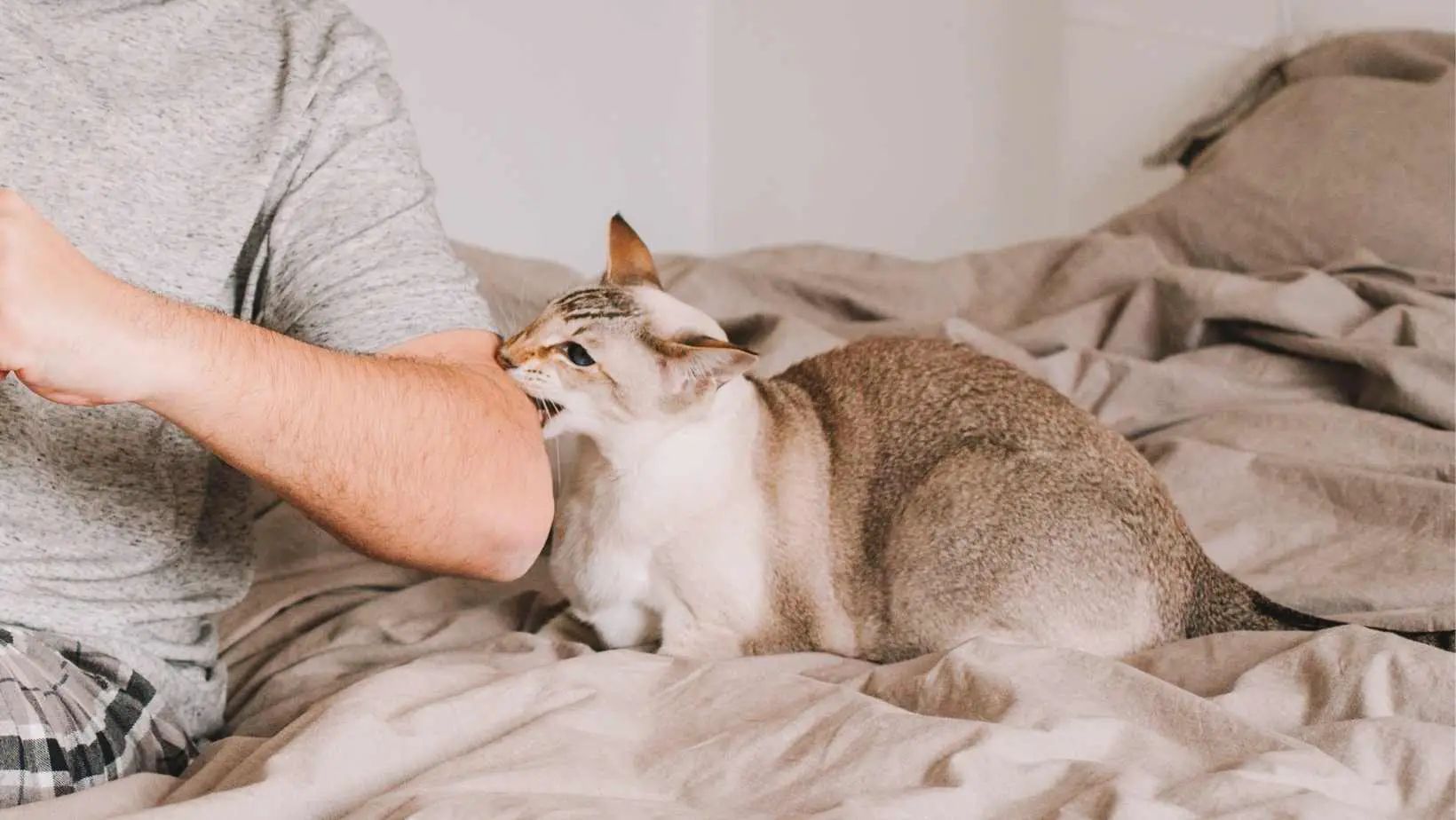 What does it mean when a cat bites you? 5 best ways to know