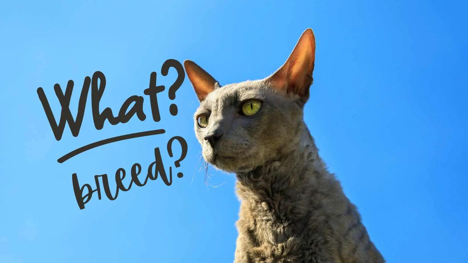 How to tell what breed my cat is? The best way to know your cat breed