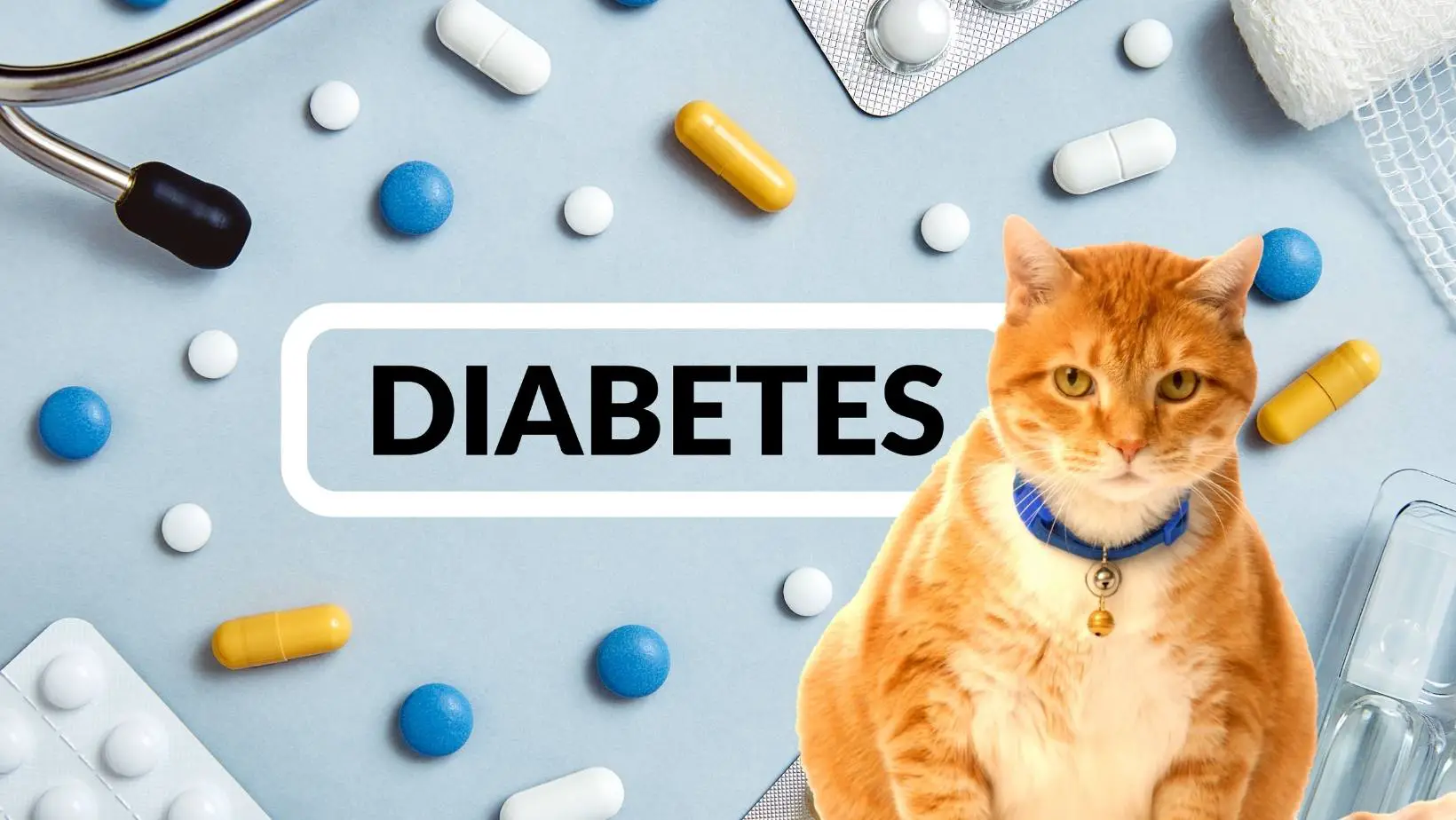 How Long Do Diabetic Cats Live?