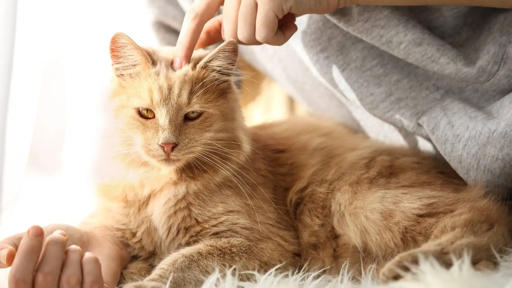 Can Cats Give You Ringworm?