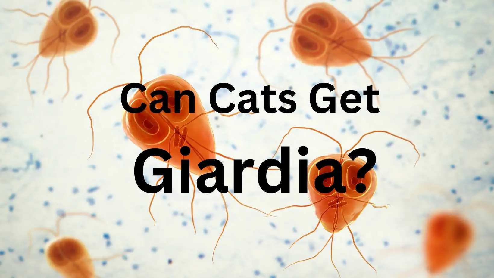 Can Cats Get Giardia?