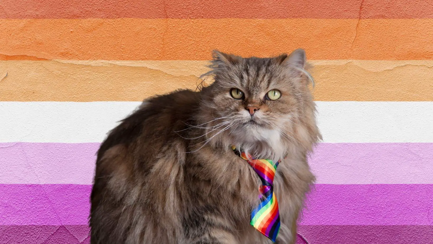 Can Cats Be Lesbian?