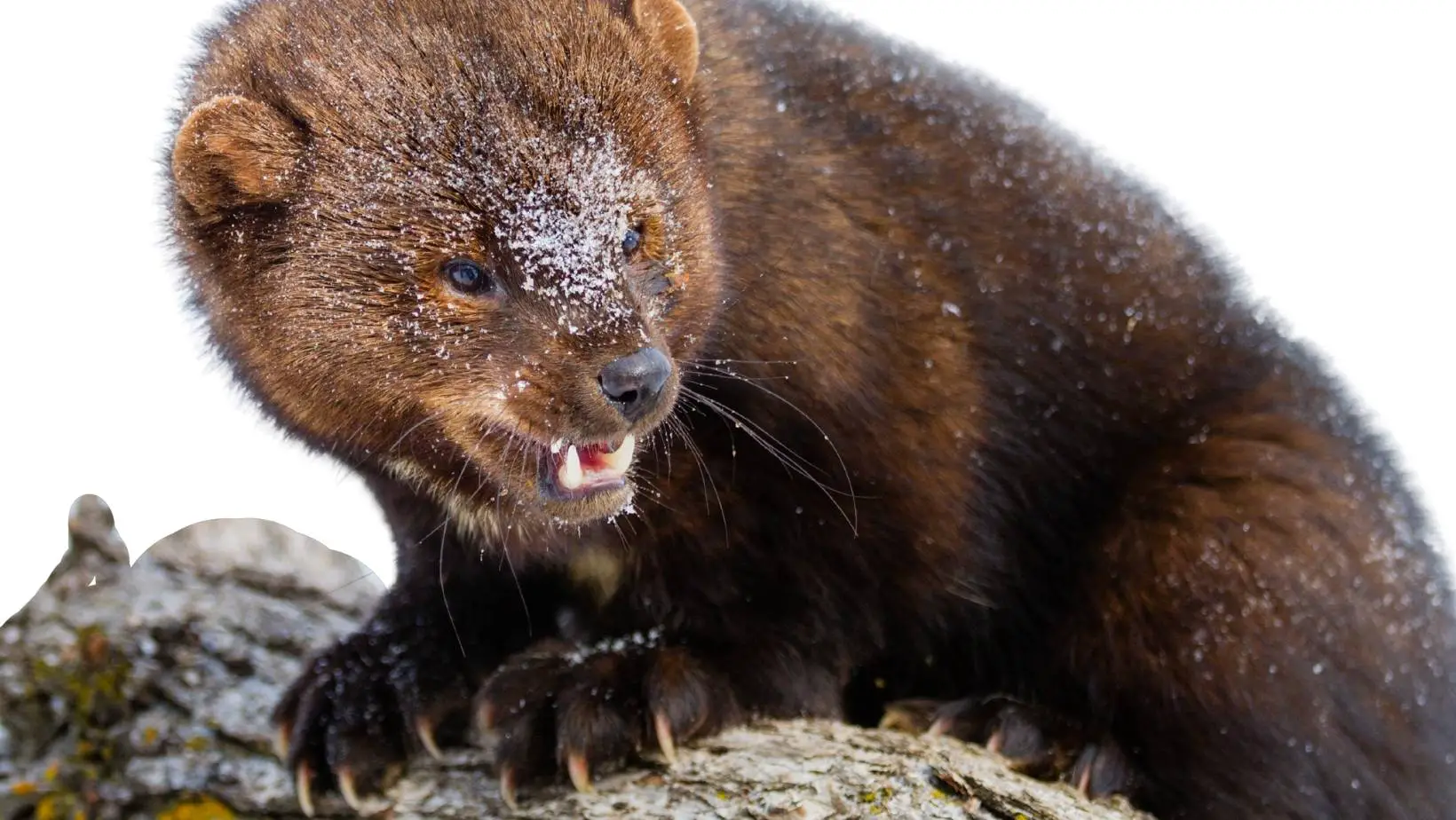 Why Do Fisher Cats Scream?