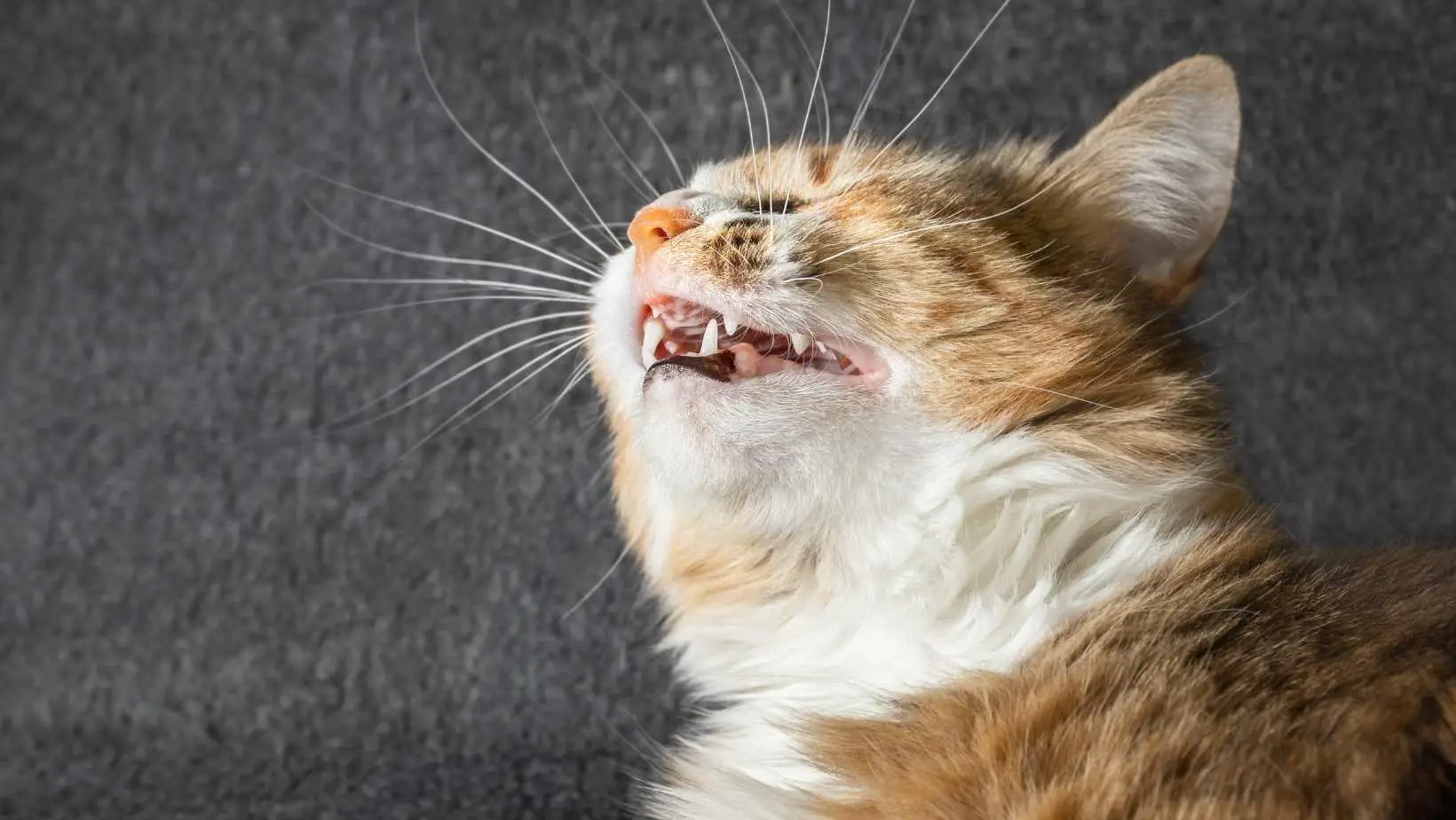 What can I give my cat for sneezing?