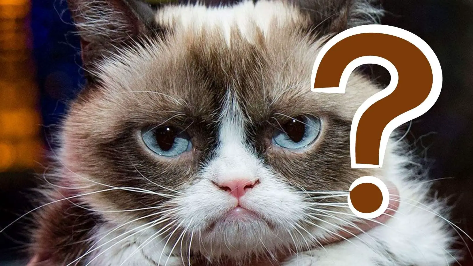 Is Grumpy Cat Dead?