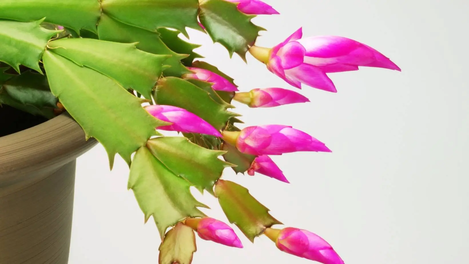 Are Christmas Cactus Toxic to Cats?