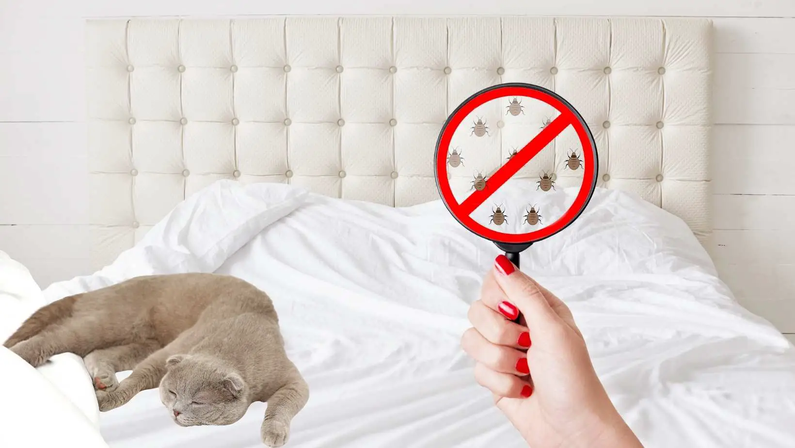 Do Bed Bugs Bite Cats?