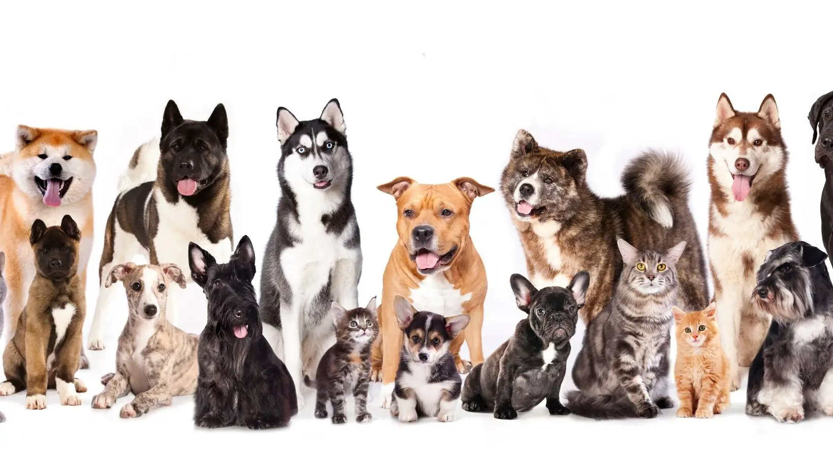 Are Cats More Popular Than Dogs?
