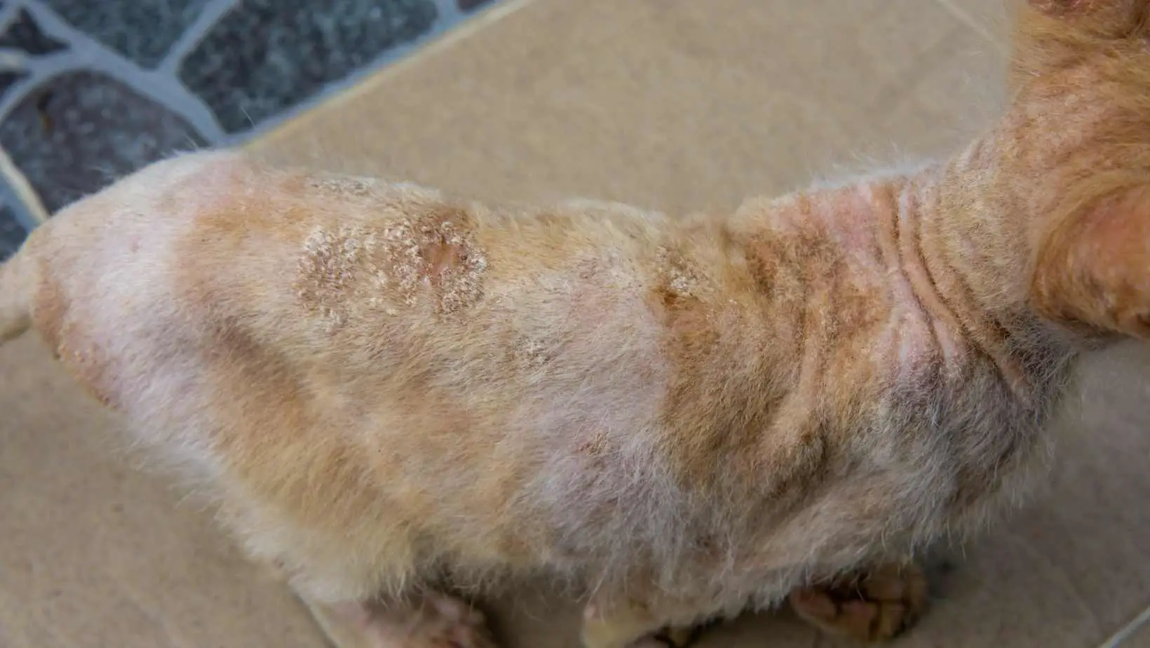What does ringworm look like on a cat?