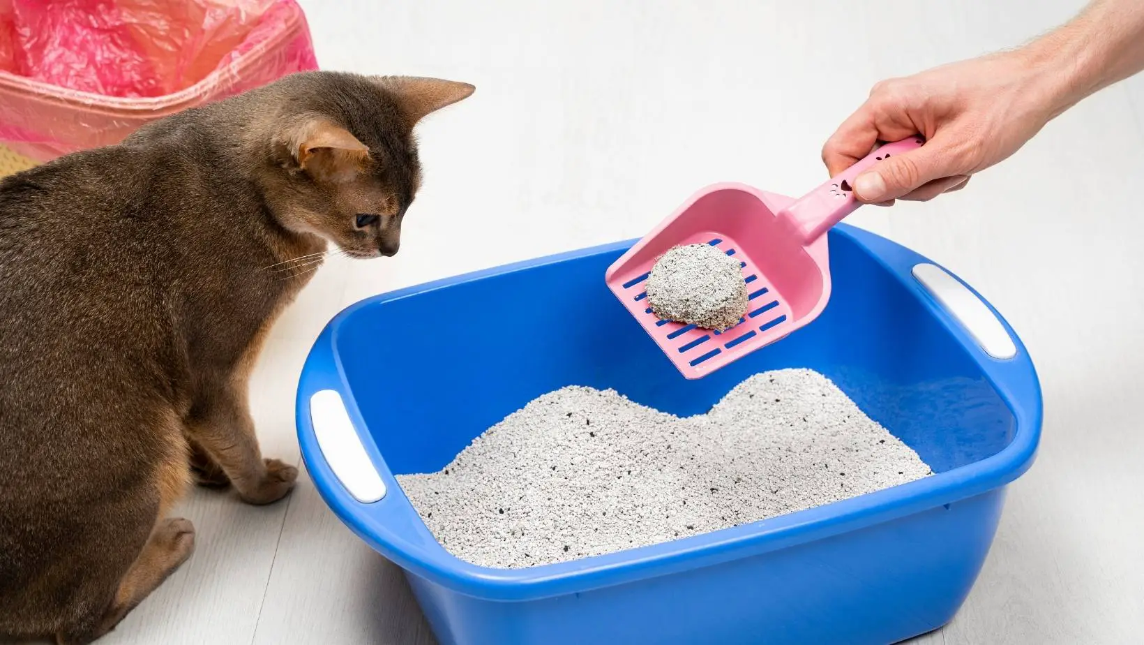 How to Keep Cats From Pooping in Mulch?