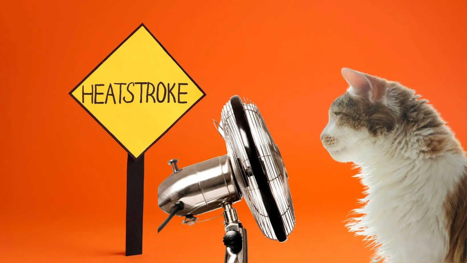 Can Cats Get Heat Stroke?