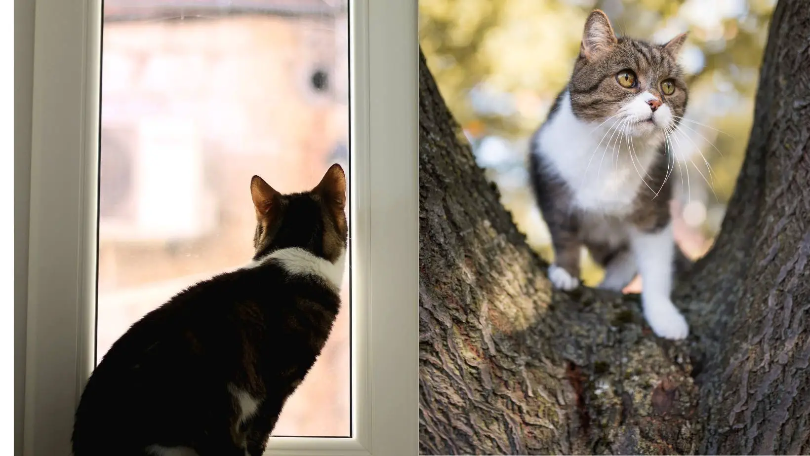 What Is The Difference Between Indoor And Outdoor Cat Food? Pros and Cons