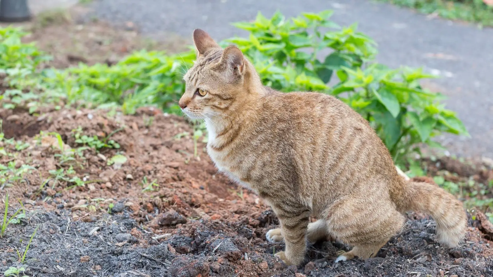 How to Neutralize Cat Feces in Soil?